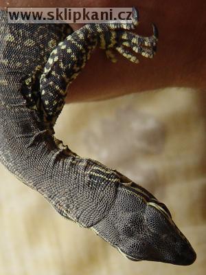 Varanus_gouldii horni